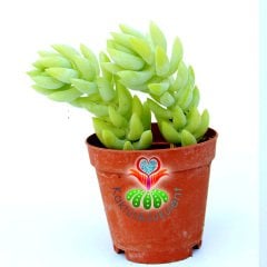 Sedum Morganianum Yetişkin İkili Form 5.5 Cm Saksılı