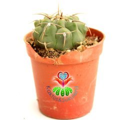 Gymnocalycium Ochoterenae-Beyaz Renk Çiçek açan Kaktüs- -5,5 cm saksıda-Koleksiyon Ürünü Kaktüs