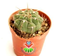 Gymnocalycium Ochoterenae-Beyaz Renk Çiçek açan Kaktüs- -5,5 cm saksıda-Koleksiyon Ürünü Kaktüs