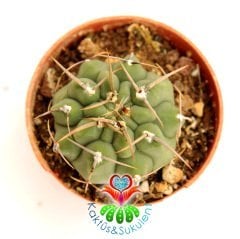 Gymnocalycium Ochoterenae-Beyaz Renk Çiçek açan Kaktüs- -5,5 cm saksıda-Koleksiyon Ürünü Kaktüs