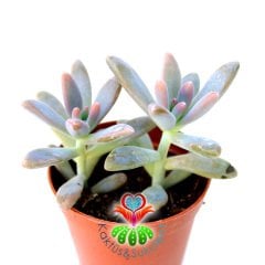 Sedum Pats Pink İkili Formda 5.5 cm Saksılı