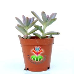 Sedum Pats Pink İkili Formda 5.5 cm Saksılı