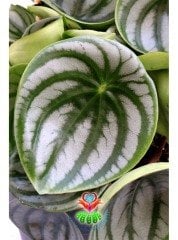 Karpuz Sukulent, Peperomia Watermelon-Muhteşem Renkli Büyük Yapraklı-Kolay Yetişir-12 cm Saksıda