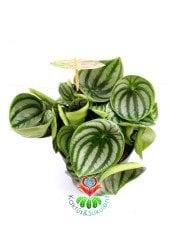 SÜPER FİYAT, Karpuz Sukulent, Peperomia Watermelon-Muhteşem Renkli Büyük Yapraklı-Kolay Yetişir-8 cm Saksıda SINIRLI SAYIDA