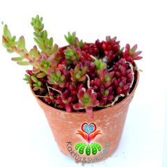 Sedum album Coral Carpet Kırmızı Çiçek Açar 5.5 cm Saksı