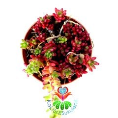 Sedum album Coral Carpet Kırmızı Çiçek Açar 5.5 cm Saksı