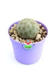 Tephrocactus Geometricus Nadir Tür Koleksiyon Ürünü  6,5 cm Saksıda
