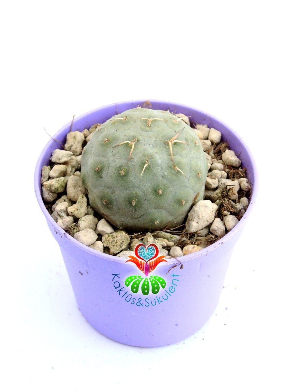 Tephrocactus Geometricus Nadir Tür Koleksiyon Ürünü  6,5 cm Saksıda
