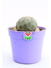 Tephrocactus Geometricus Nadir Tür Koleksiyon Ürünü  6,5 cm Saksıda