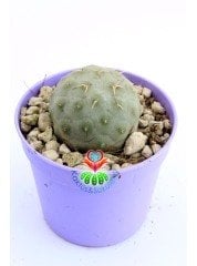 Tephrocactus Geometricus Nadir Tür Koleksiyon Ürünü  6,5 cm Saksıda