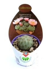 Tephrocactus Geometricus Nadir Tür Koleksiyon Ürünü  6,5 cm Saksıda