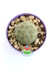 Tephrocactus Geometricus Nadir Tür Koleksiyon Ürünü  6,5 cm Saksıda