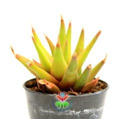 Sukulent, Haworthia Subulata - Yıldız Sert Yapraklı Canlı Renkli- 5,5 cm saksıda-Teraryum,Kaktus