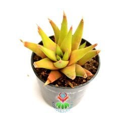Sukulent, Haworthia Subulata - Yıldız Sert Yapraklı Canlı Renkli- 5,5 cm saksıda-Teraryum,Kaktus