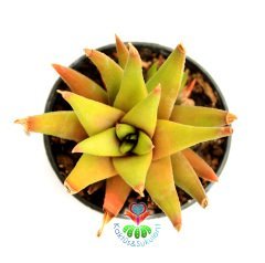 Sukulent, Haworthia Subulata - Yıldız Sert Yapraklı Canlı Renkli- 5,5 cm saksıda-Teraryum,Kaktus