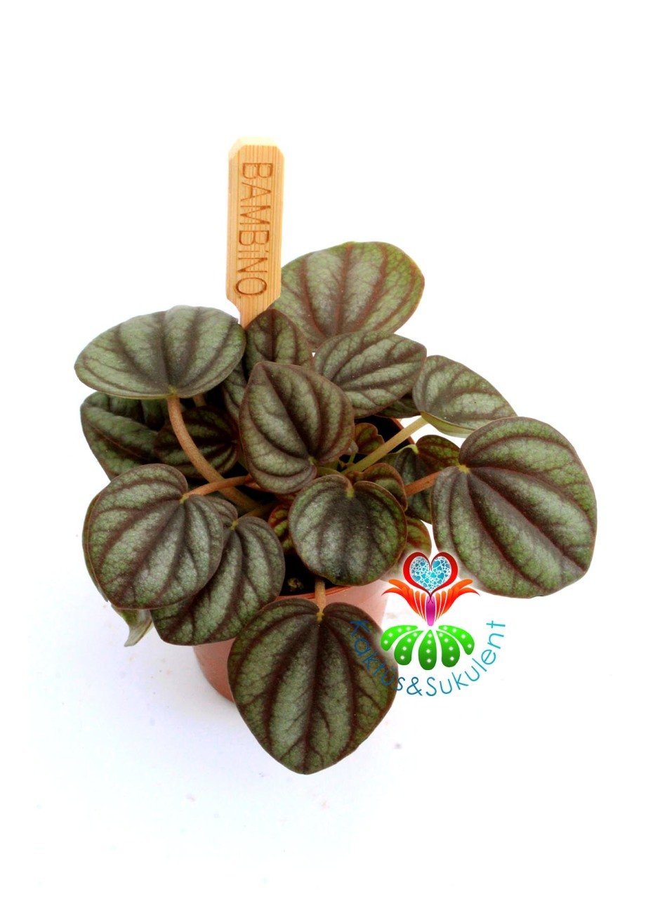 Peperomia Milano Kahverenk Yapraklı 6 cm Saksılı