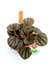 Peperomia Milano Kahverenk Yapraklı 6 cm Saksılı