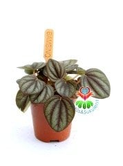 Peperomia Milano Kahverenk Yapraklı 6 cm Saksılı