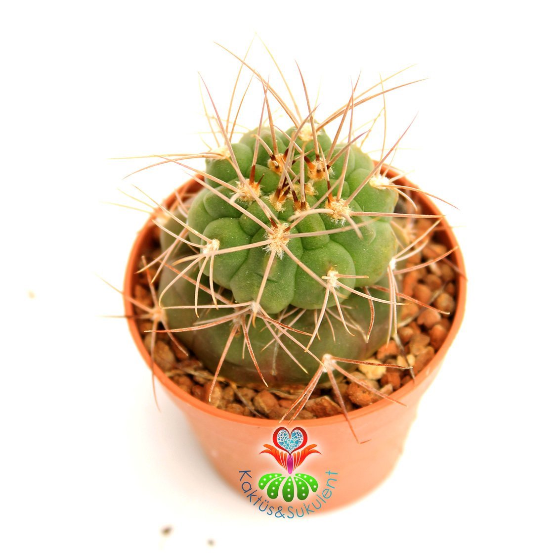 Gymnocalycium Spegazzini- Nadir Tür Kaktüs- Uzun Dİkenli -5,5 cm saksıda-Koleksiyon Ürünü Kaktüs