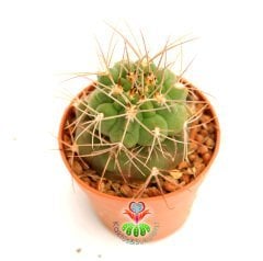 Gymnocalycium Spegazzini- Nadir Tür Kaktüs- Uzun Dİkenli -5,5 cm saksıda-Koleksiyon Ürünü Kaktüs