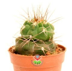 Gymnocalycium Spegazzini- Nadir Tür Kaktüs- Uzun Dİkenli -5,5 cm saksıda-Koleksiyon Ürünü Kaktüs