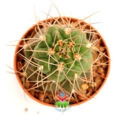Gymnocalycium Spegazzini- Nadir Tür Kaktüs- Uzun Dİkenli -5,5 cm saksıda-Koleksiyon Ürünü Kaktüs