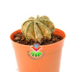 Kaktüs,Astrophytum Capricorne Niveum-5,5 cm Saksıda