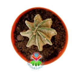 Kaktüs,Astrophytum Capricorne Niveum-5,5 cm Saksıda