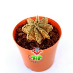 Kaktüs,Astrophytum Capricorne Niveum-5,5 cm Saksıda