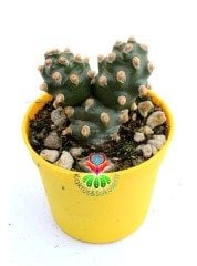 Tephrocactus Molinensis Nadir Tür 6,5 cm Saksılı