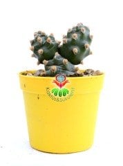 Tephrocactus Molinensis Nadir Tür 6,5 cm Saksılı