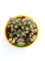 Tephrocactus Molinensis Nadir Tür 6,5 cm Saksılı