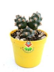 Tephrocactus Molinensis Nadir Tür 6,5 cm Saksılı