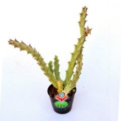 Leş Kaktüsü- Caralluma Hesperidum-Bordo Yıldız Şeklinde Çiçek Açar