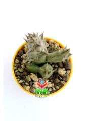 Caralluma Hesperidum Nadir Tür 5,5 cm Saksılı