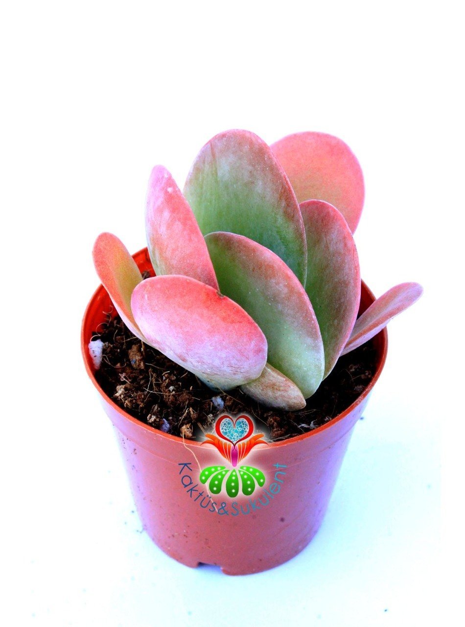 Sukulent, Kalanchoe Luciae ' Red Lips'-Güneşte Yaprak Uçları Kırmızılaşır-5,5 cm Saksıda-Terraryum