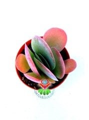 Sukulent, Kalanchoe Luciae ' Red Lips'-Güneşte Yaprak Uçları Kırmızılaşır-5,5 cm Saksıda-Terraryum