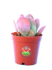 Sukulent, Kalanchoe Luciae ' Red Lips'-Güneşte Yaprak Uçları Kırmızılaşır-5,5 cm Saksıda-Terraryum