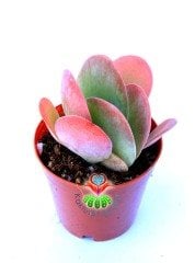 Sukulent, Kalanchoe Luciae ' Red Lips'-Güneşte Yaprak Uçları Kırmızılaşır-5,5 cm Saksıda-Terraryum
