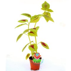 Coleus-Kolyos-Yaprak Güzeli-Yeşil Kırmızı  Renk-5,5 cm Saksıda-15+ cm Uzunluk