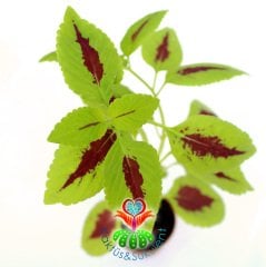 Coleus-Kolyos-Yaprak Güzeli-Yeşil Kırmızı  Renk-5,5 cm Saksıda-15+ cm Uzunluk