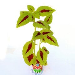 Coleus-Kolyos-Yaprak Güzeli-Yeşil Kırmızı  Renk-5,5 cm Saksıda-15+ cm Uzunluk
