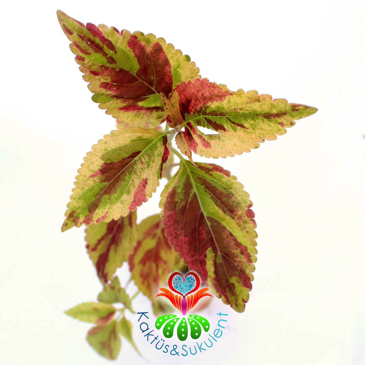 Coleus Stormy Weather-Kolyos-Yaprak Güzeli-5,5 cm Saksıda