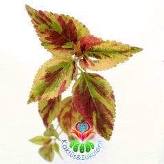 Coleus Stormy Weather-Kolyos-Yaprak Güzeli-5,5 cm Saksıda
