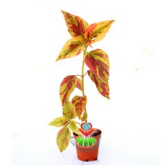 Coleus Stormy Weather-Kolyos-Yaprak Güzeli-5,5 cm Saksıda