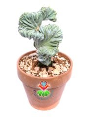 Myrtillocactus Geometrizans Monstrose Sıradışı Görünüm Nadir Tür 17 cm Saksıda