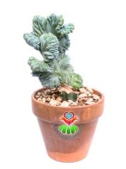 Myrtillocactus Geometrizans Monstrose Sıradışı Görünüm Nadir Tür 17 cm Saksıda
