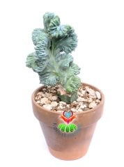 Myrtillocactus Geometrizans Monstrose Sıradışı Görünüm Nadir Tür 17 cm Saksıda