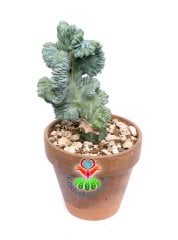 Myrtillocactus Geometrizans Monstrose Sıradışı Görünüm Nadir Tür 17 cm Saksıda