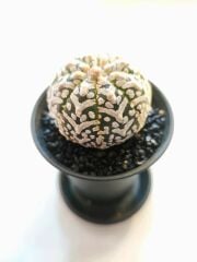 Astrophytum Asterias ''CV Superkabuto V TYPE'' v tip astro